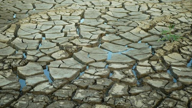 Drought cracked pond wetland, swamp very drying up the soil crust earth climate change, environmental disaster earth cracks very, death for plants and animals, soil dry degradation marsh