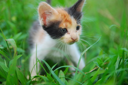 Close up photo from a cute domestic cat playing outdoor