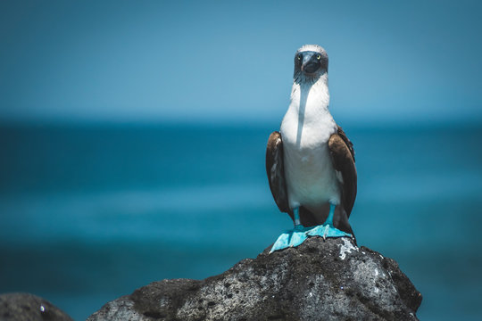 Piqueros de patas azules de las Islas Gal&aacute;pagos