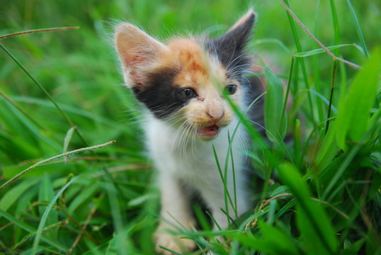 Close up photo from a cute domestic cat playing outdoor