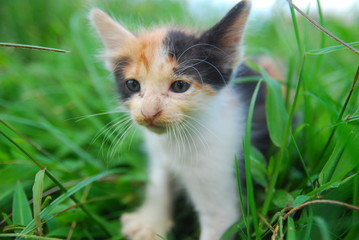 Naklejka na ściany i meble Close up photo from a cute domestic cat playing outdoor
