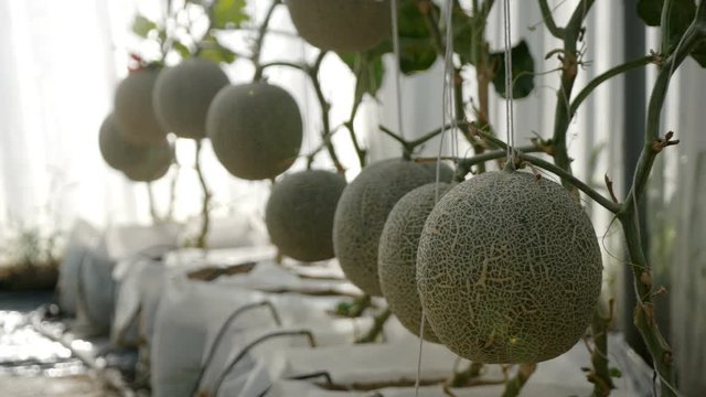 green melon plants growing in greenhouse supported by string nets