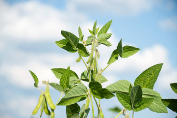 Tender young soybean pods on the stems of the plant. A field of young soybean shoots in the sun. Selective focus.