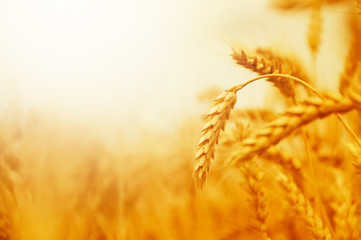 Golden ears of rye in the field. Young rye field during flowering. Selective focus. Space for text.
