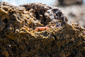 Baby crab chilling on rocks
