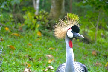 grey crowned crane balearica