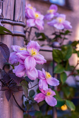 Pink clematis Montana on fence, closeup