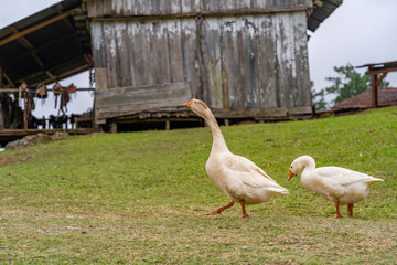Goose in farm with barn in background