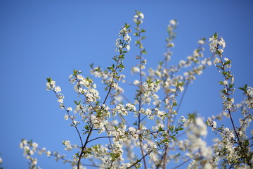 cherry blossoms in may against a blue sky