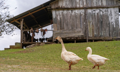 Goose in farm with barn in background