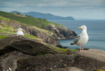 seagull on the rocks