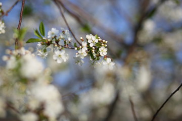 cherry blossoms in may against a blue sky