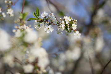cherry blossoms in may against a blue sky