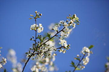 cherry blossoms in may against a blue sky