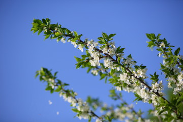 cherry blossoms in may against a blue sky