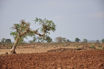 tree in the desert