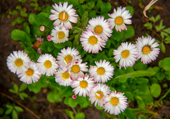 Daisy Bellis perennis grow in the garden. Group of garden flowers.