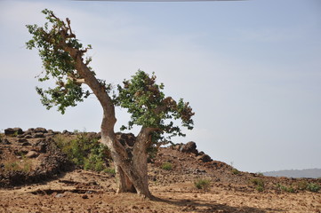 Tree on the desert 