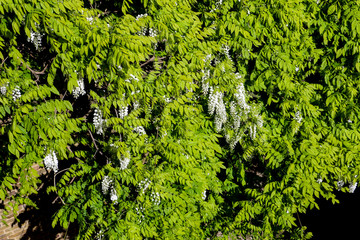 Wisteria floribunda 'Alba', white Japanese wisteria. An elegant white Japanese wisteria producing extravagant clusters of 50 cm long fragrant, pea-like, white flowers & light green leaves in spring.