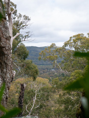 mountain landscape with trees