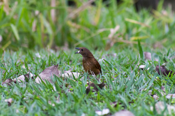 bird on the grass