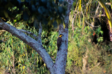 bird in the forest
