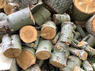 Cut pieces of a tree for firewood 