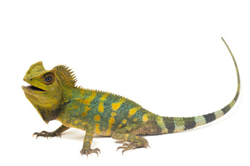 Chameleon forest dragon / Gonocephalus chamaeleontinus isolated on white background
