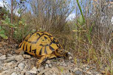 Spur-thighed tortoise (Testudo graeca) from Murcia, Spain - Maurische Landschildkröte (Testudo...