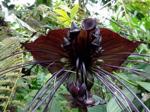 Close-up Of Tacca Chantrieri Plants