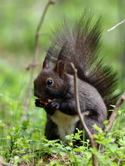 Naklejka na ściany i meble squirrel eats pinecone between blueberry bushes