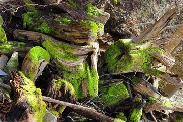 moss covered tree and stones