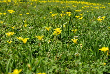 Small yellow wild flowers in the field. Flowers of the grass.