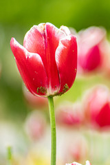 red tulip with green background