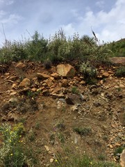 stack of firewood