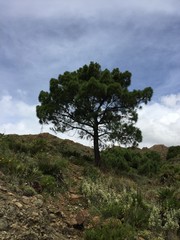 Obraz premium tree on the hill