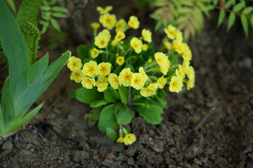 yellow primroses blooming in the garden in spring.