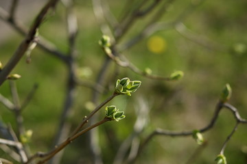 buds and young leaves of lilac in the spring