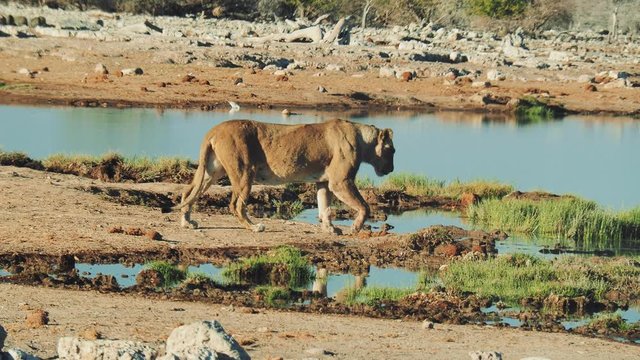 Lioness at waterhole, Etosha National Park, Namibia