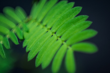 close up of  leaf
