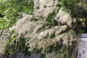 Blossoming branches of Tamarix ramosissima in May. Copy of space, spring Sunny landscape. - 349378025