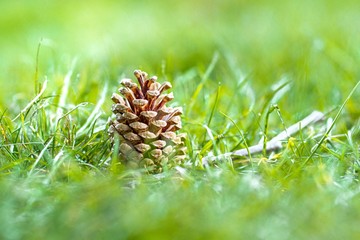 pine cone on the grass