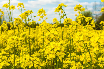 Blooming rapeseed plants on a field in closeup against a blue and white sky