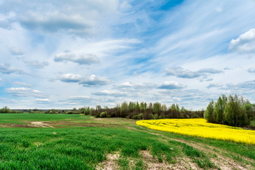A winding dirt road between dry grass, blooming yellow rape and green grass. On the horizon there are trees against the sky with clouds. Nature spring landscape