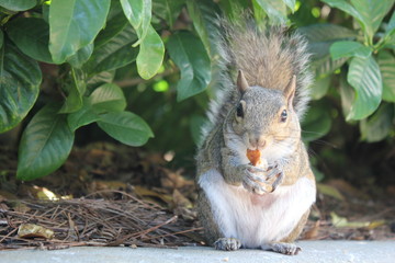 Vida pac&iacute;fica de un ser superior