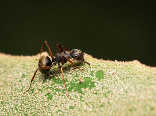 camponotus ant macro insect backyard