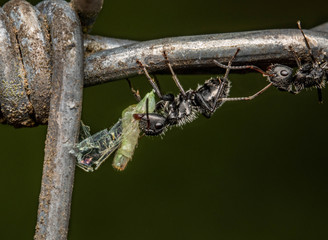 camponotus black ant macro plants and wood garden