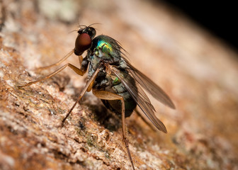 macro yellow fly close photo garden