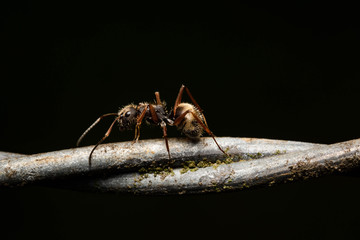 camponotus ant macro insect backyard