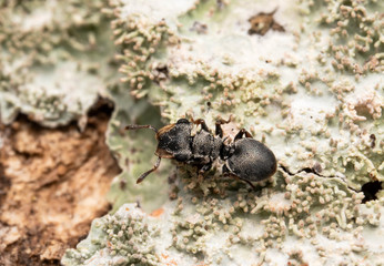 cephalotes minor ant in the trees